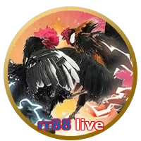 rr88 live